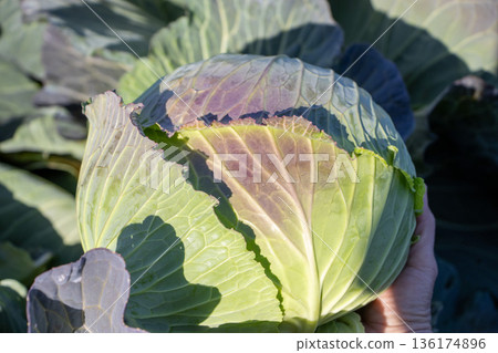 cabbage cabbage 136174896