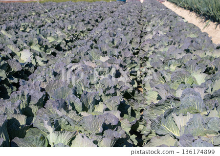 Cabbage field Cabbage field 136174899