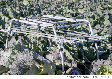 Cabbage field Cabbage field 136174901
