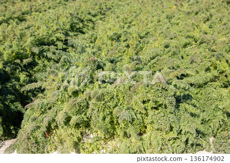 胡蘿蔔田 136174902