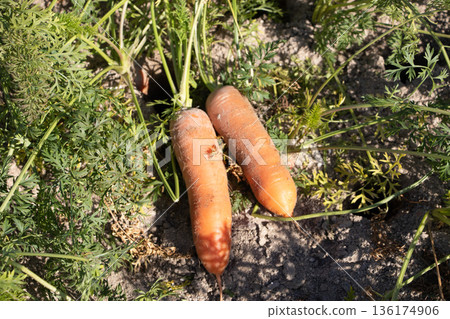 紅蘿蔔 136174906
