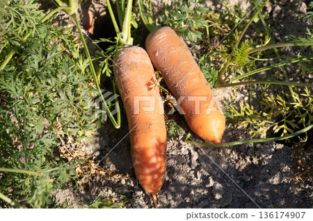 紅蘿蔔 136174907