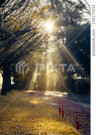 Ginkgo trees lined up in Sakura Castle Park shrouded in morning mist 136175055