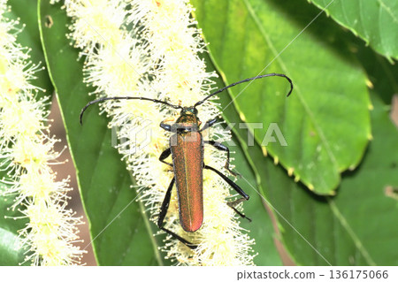 A type of long-horned beetle that rests on chestnut flowers 136175066