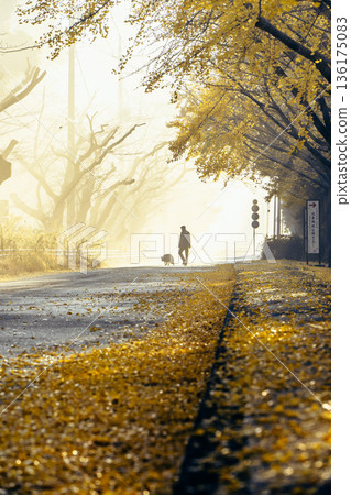 Ginkgo trees and the silhouette of a dog walking in Sakura Castle Park shrouded in morning mist Ginkgo trees and the silhouette of a dog walking in Sakura Castle Park shrouded in morning mist 136175083