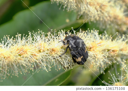 Black flower beetle resting on a chestnut flower 136175108