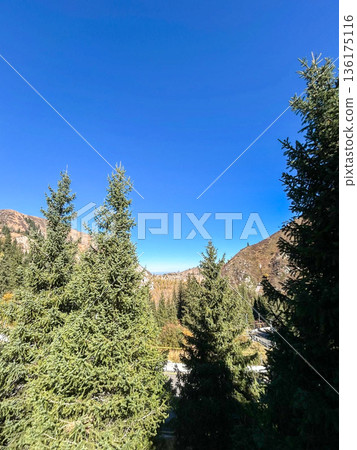 Evergreen mountain forest under clear blue sky in autumn 136175116