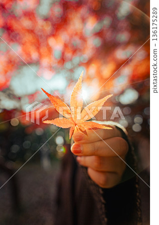 Maple leaves in hand 136175289