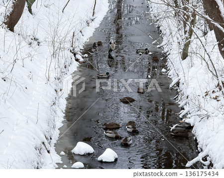 Frozen winter stream with ducks and heron. Frozen winter stream with ducks and heron. 136175434