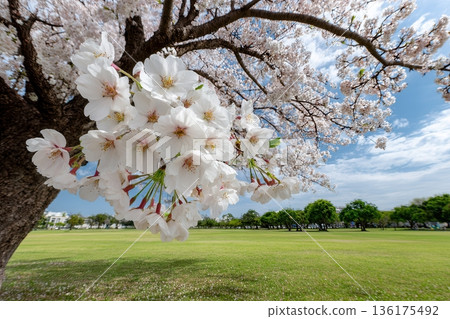 Cherry blossoms bloom on tree in park 136175492