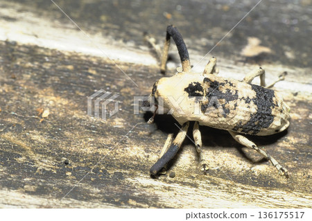 毒象甲（雄性） 136175517