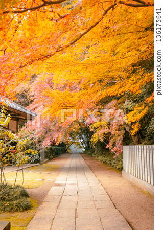 The approach to Kanpukuji Temple and autumn scenery with autumn leaves 136175641