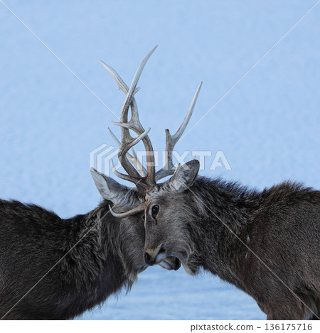 Sika deer butting antlers 136175716