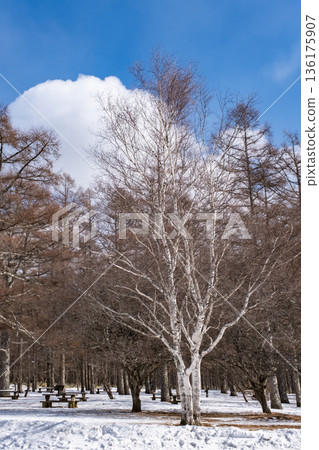 冬日日光三本松公園的景色 136175907