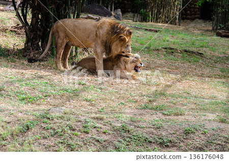 A pair of lions in a zoo A pair of lions in a zoo 136176048