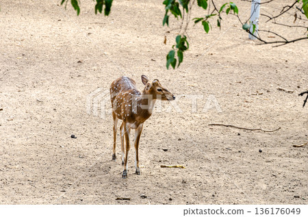 Chital or the Spotted deer Chital or the Spotted deer 136176049