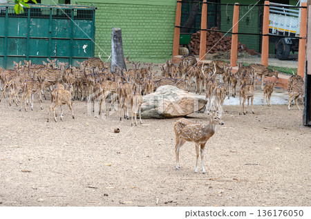 a herd of Axis Dear, chital or Indian Spotted antlers in a zoo a herd of Axis Dear, chital or Indian Spotted antlers in a zoo 136176050