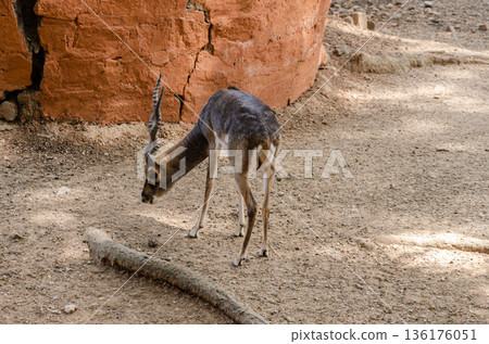 The blackbuck or the Indian antelope 136176051