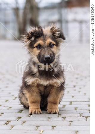 Small Mixed Breed Puppy Sitting on Pavement Small Mixed Breed Puppy Sitting on Pavement 136176540