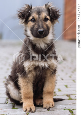 Small Puppy Sitting Front View on Paved Ground 136176542