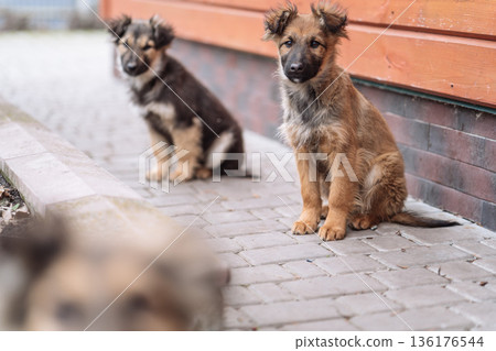 Group of Small Puppies Sitting Near Wooden Wall Group of Small Puppies Sitting Near Wooden Wall 136176544