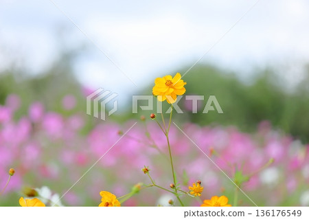 可愛的黃色波斯菊 可愛的黃色波斯菊 136176549