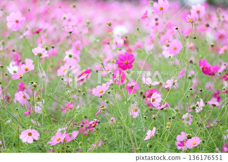 cute cosmos flowers 136176551