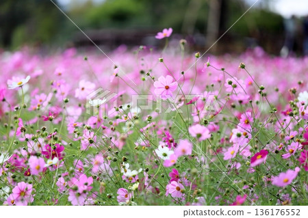 cute cosmos flowers 136176552