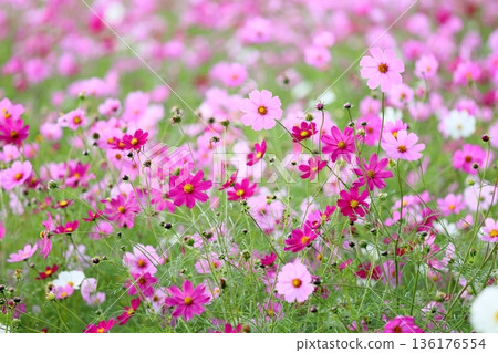 cute cosmos flowers cute cosmos flowers 136176554