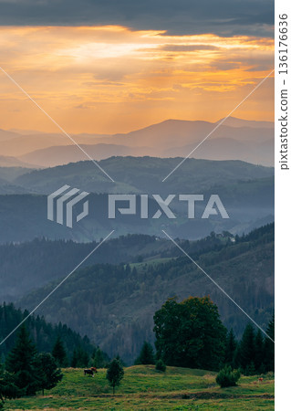 Mountain Landscape at Sunset with Pasture and Forested Hills 136176636