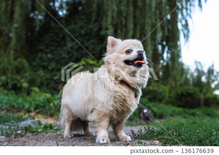 Long Haired Chihuahua Standing Outdoors in Green Park 136176639