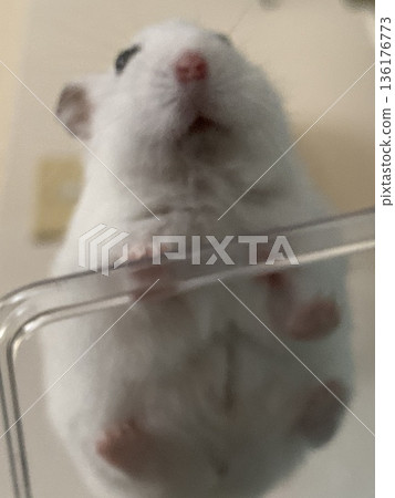 Looking Down Hamster, Yukimi Daifuku Looking Down Hamster, Yukimi Daifuku 136176773