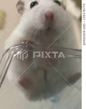 俯視倉鼠,雪見大福 俯視倉鼠,雪見大福 136176774