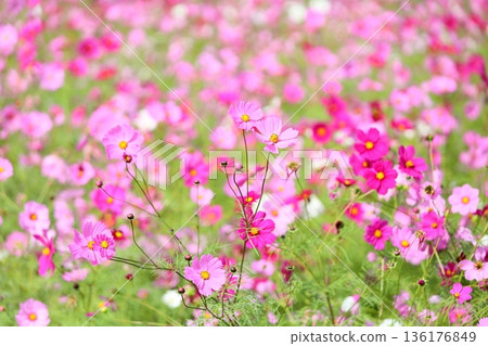 cute cosmos flowers 136176849