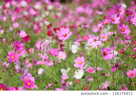 cute cosmos flowers 136176851