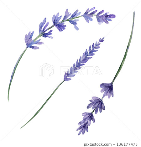 Realistic watercolor set of lavender branches with lilac flowers, isolated on white background, perfect for botanical greeting cards, rustic textiles, and wedding invitations, herbal medicine 136177473