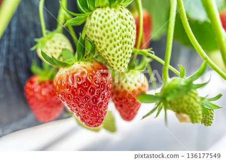 Red ripe strawberries strawberry picking 136177549