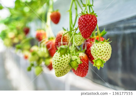 Red ripe strawberries strawberry picking 136177555