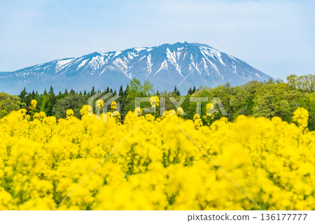 Rape blossoms and remaining snow on Mt. Iwate Rape blossoms and remaining snow on Mt. Iwate 136177777