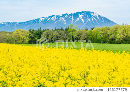 岩手山上的油菜花和殘雪 岩手山上的油菜花和殘雪 136177779
