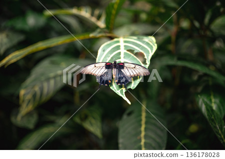 Close-Up of papilio lowi tropical butterfly Close-Up of papilio lowi tropical butterfly 136178028
