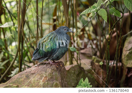 The Colorful Nicobar Pigeon - Caloenas nicobarica The Colorful Nicobar Pigeon - Caloenas nicobarica 136178040