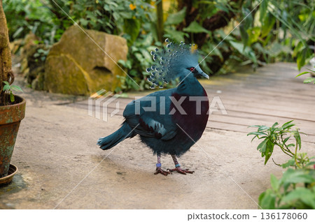 Goura victoria - Cowned pigeon. Close-Up Goura victoria - Cowned pigeon. Close-Up 136178060