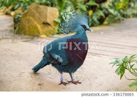 Goura victoria - Cowned pigeon. Close-Up Goura victoria - Cowned pigeon. Close-Up 136178063