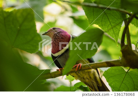 Pink-Headed Fruit Dove - Ptilinopus porphyreus 136178068