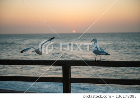 Seagull on the beach of Etretat Seagull on the beach of Etretat 136178093