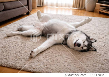 A Siberian husky sleeping soundly on holiday 136178340