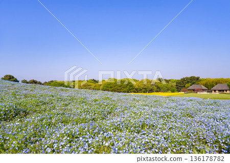 茨城縣常陸那珂市常陸海濱公園內的睡蓮 136178782