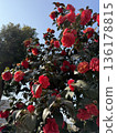 Camellias that withstand winter 136178815