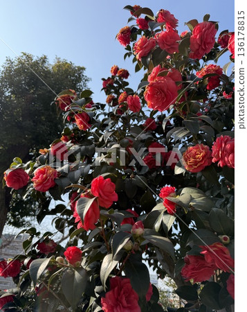 Camellias that withstand winter Camellias that withstand winter 136178815